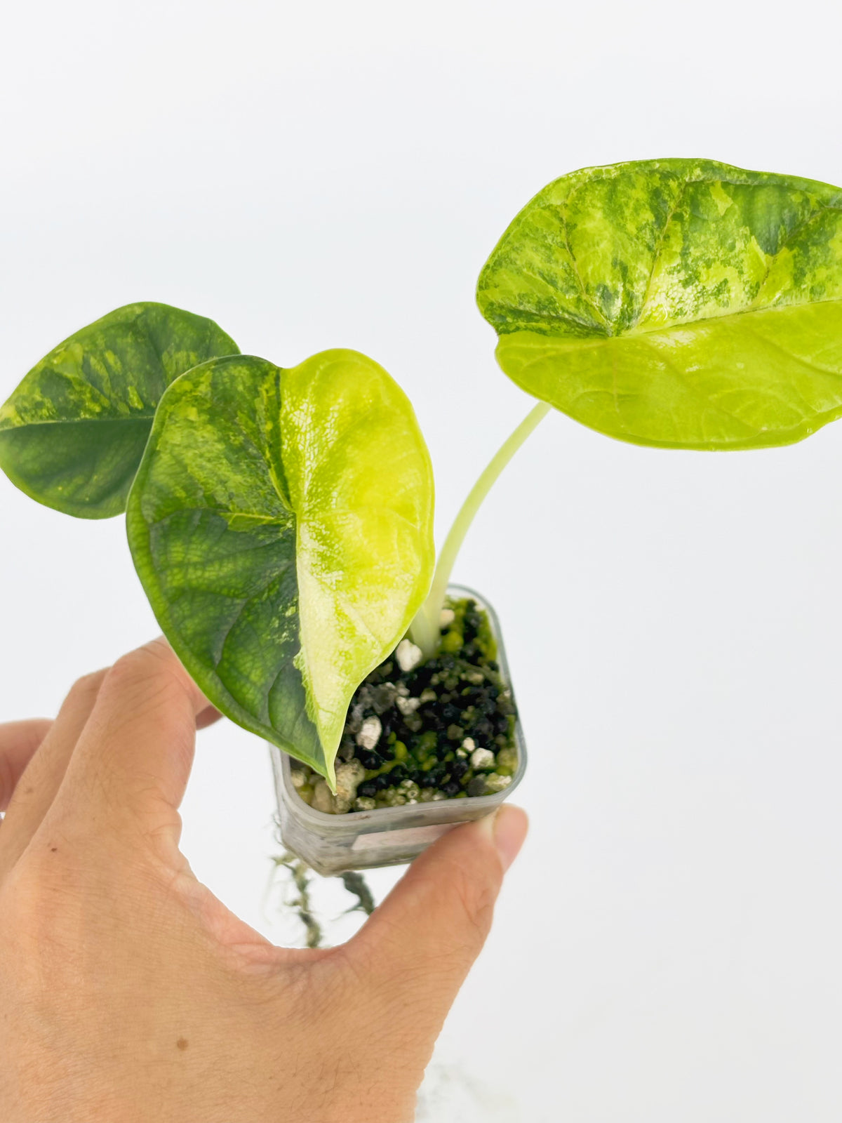 Alocasia Dragon Scale Var Duo @BC Warehouse