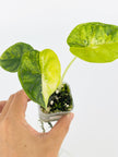 Alocasia Dragon Scale Var Duo @BC Warehouse