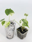 Alocasia Combo (Melo Albo & Dragon Scale Albo) @BC Warehouse