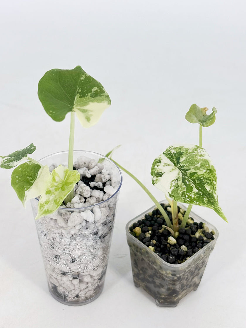 Alocasia Combo (Melo Albo & Dragon Scale Albo) @BC Warehouse