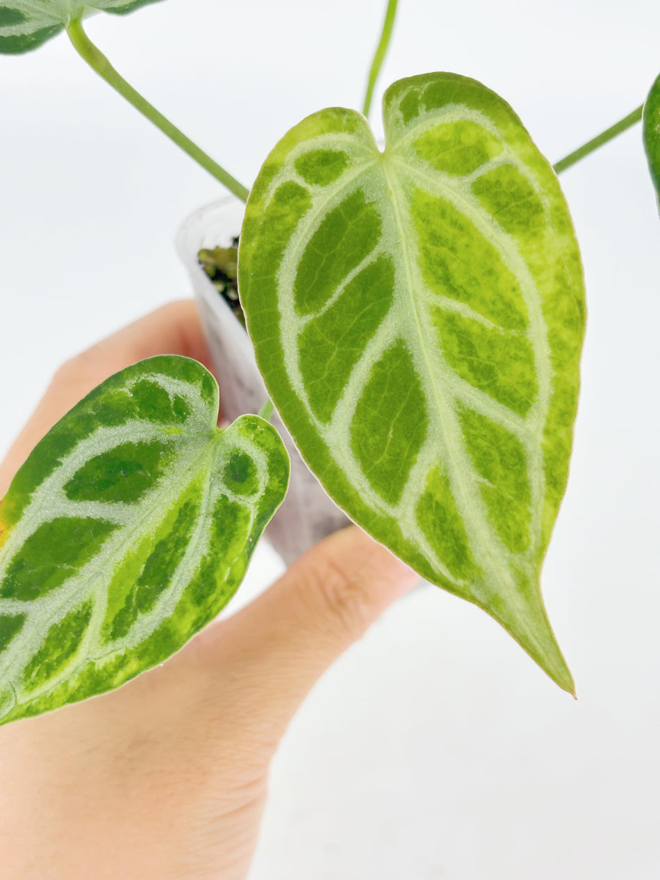 Anthurium Crystallinum Var
@BC Warehouse