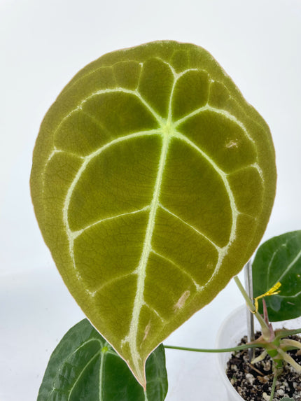 Anthurium Forgetii Dark Form XL *Pick up & Local Delivery Only*