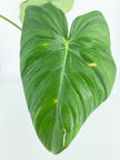 Philodendron McDowell XL *Pick up& GTA Delivery only*