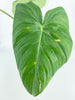 Philodendron McDowell XL *Pick up& GTA Delivery only*