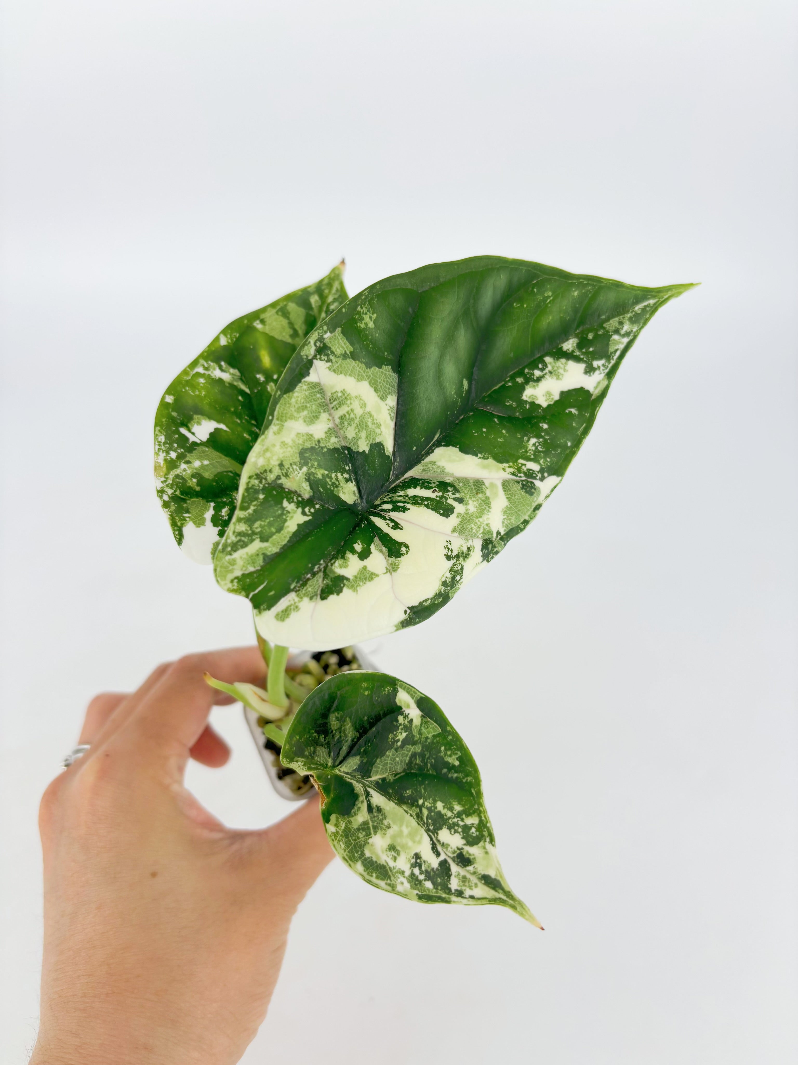 Alocasia Dragon Scale Albo@BC Warehouse
