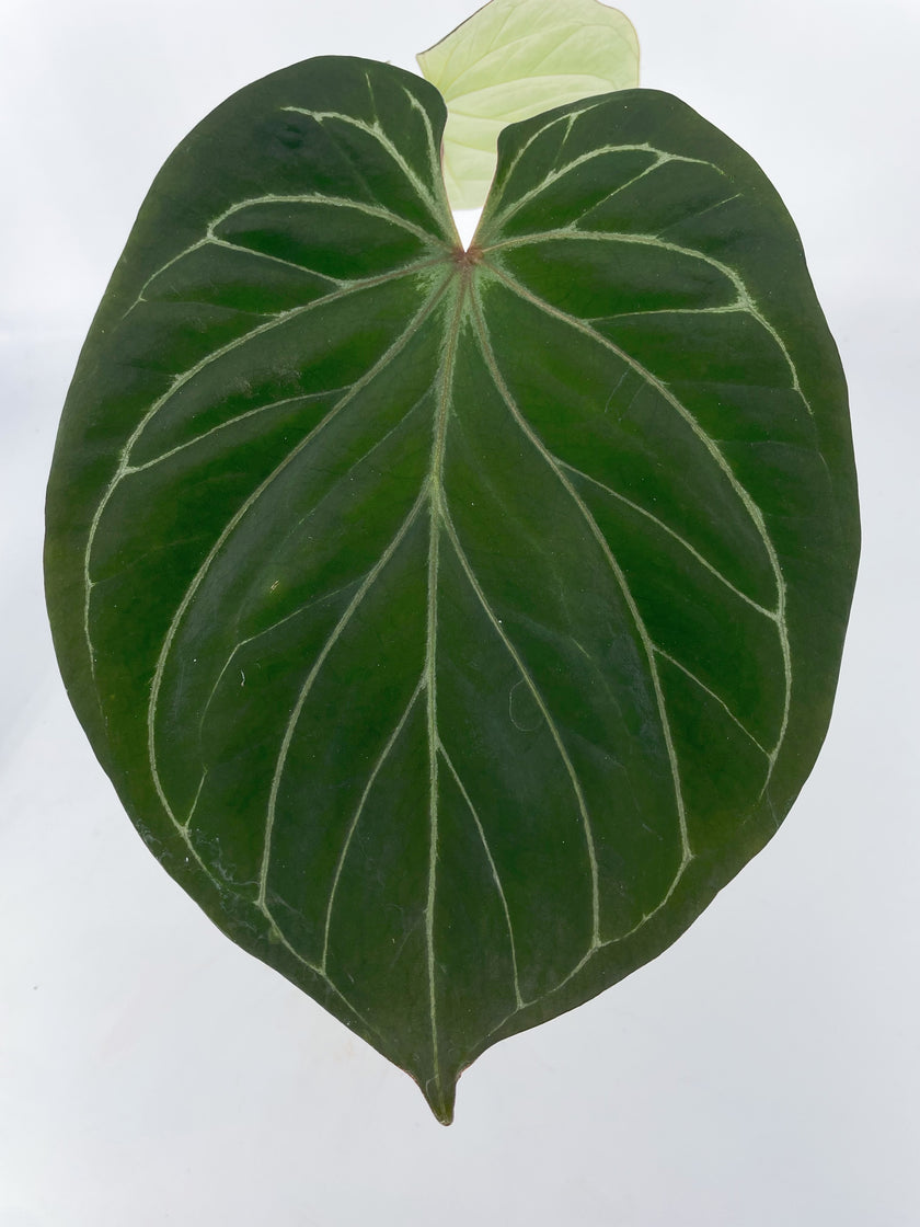 *Grower’s Choice* Anthurium King of Spades KOS