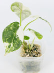 Alocasia Dragon Scale Albo@BC Warehouse