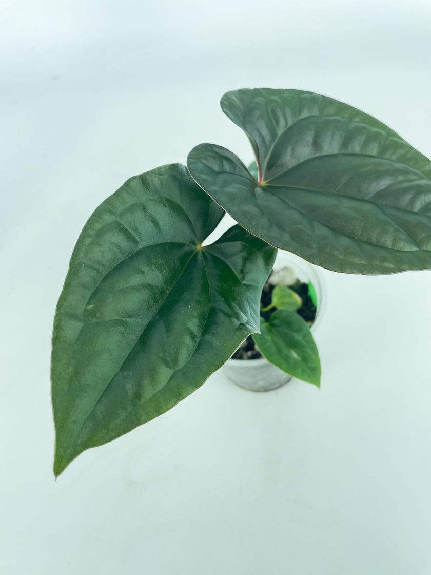 *Grower’s Choice* Anthurium Papi FS x RL x Luxurians