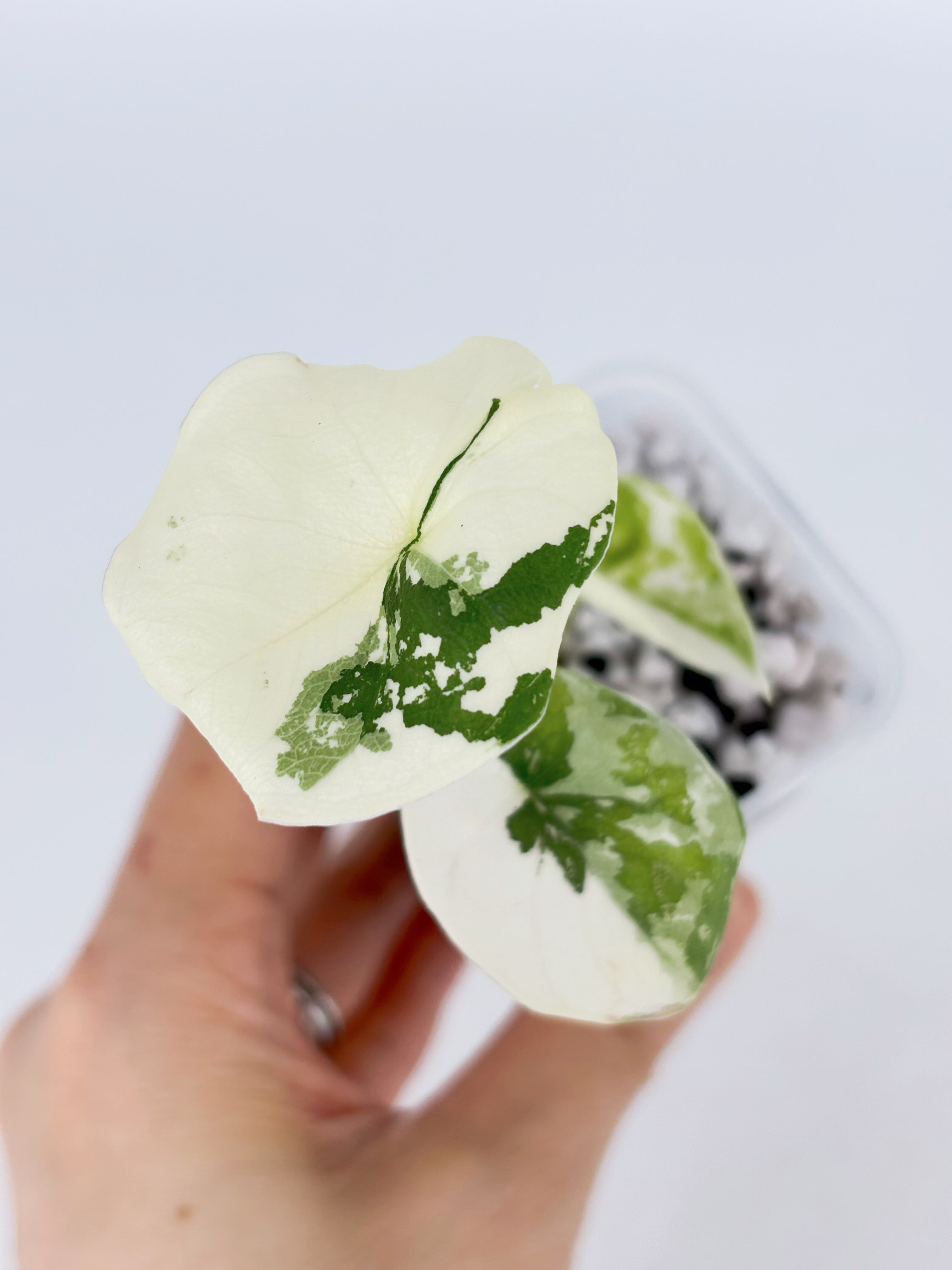 Alocasia Melo Albo -Premium Variegation