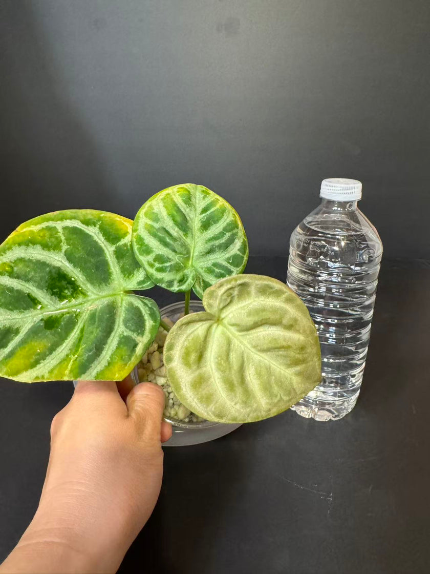 Anthurium Dorayaki - Silver