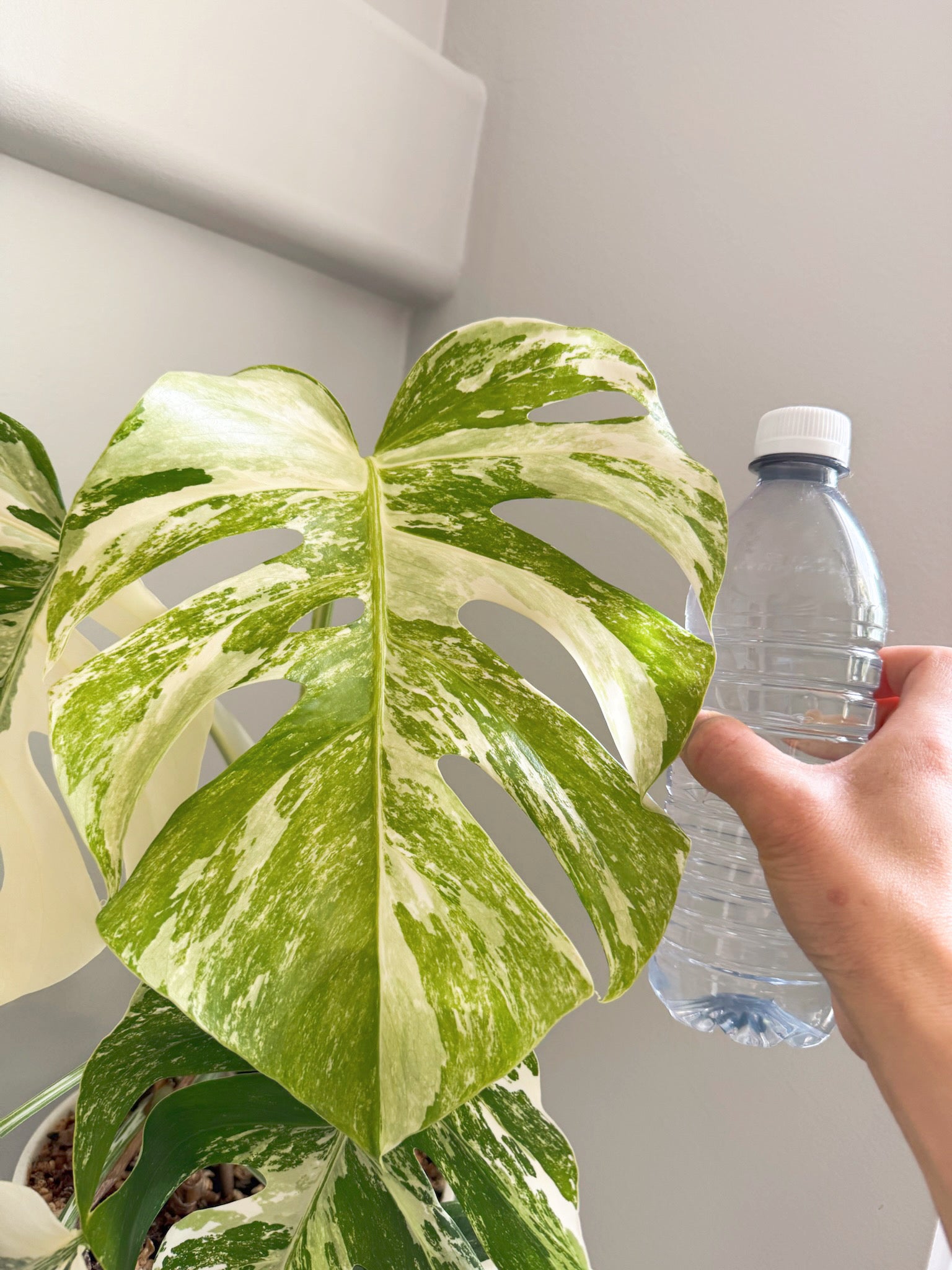 Monstera Albo -Holland *Pick up& GTA Delivery Only* @Markham Warehouse