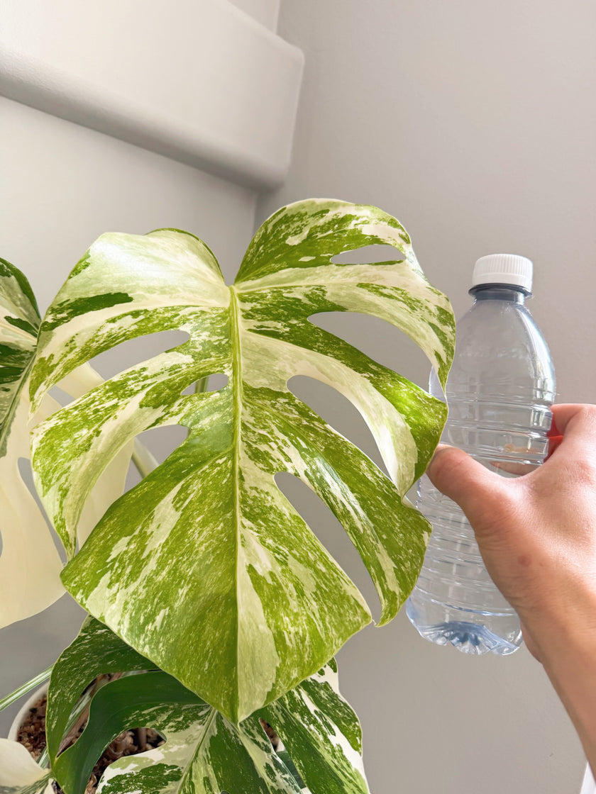 Monstera Albo -Holland *Pick up& GTA Delivery Only* @Markham Warehouse
