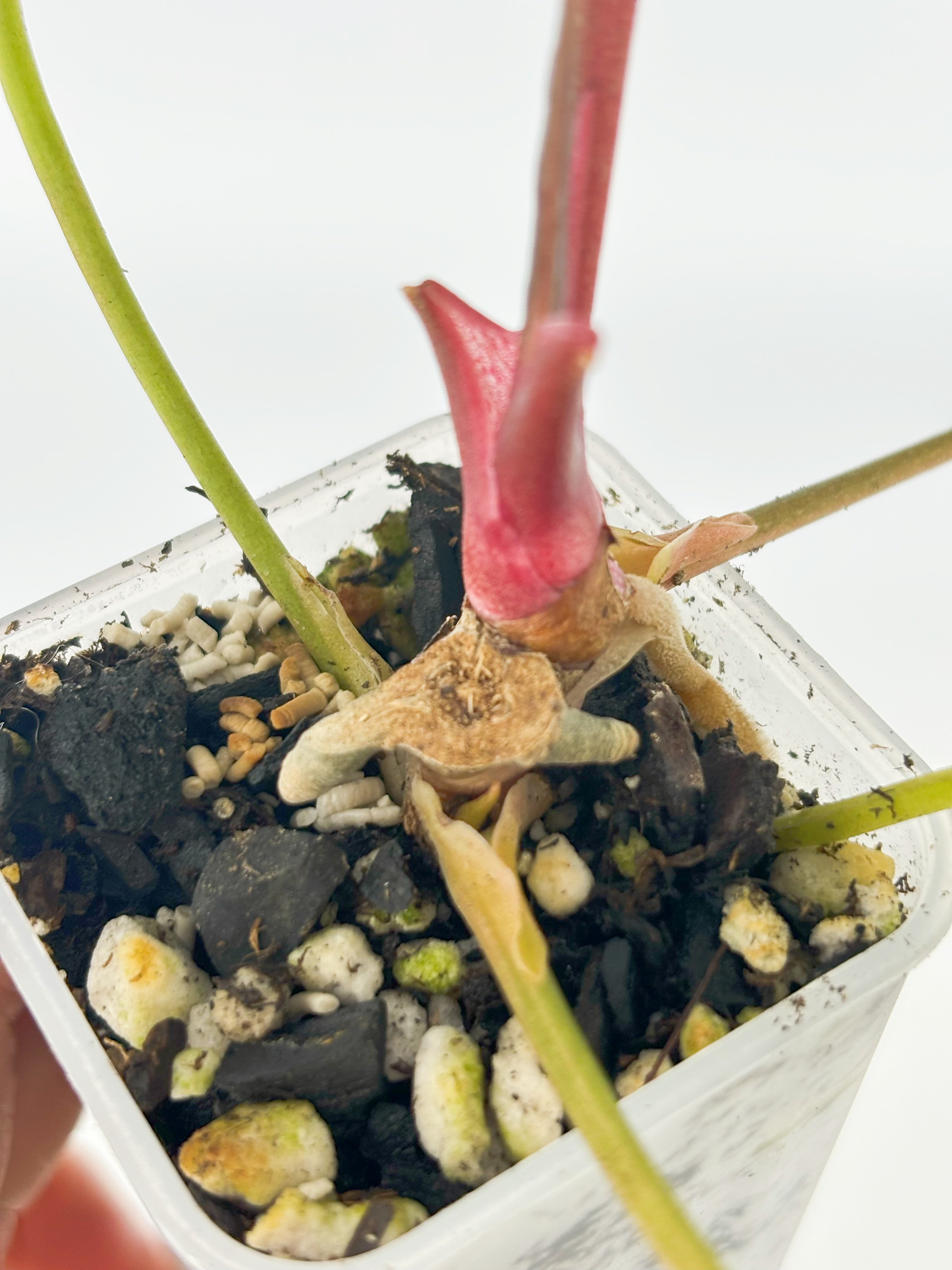 Anthurium Forgetii x Zara Michelle Variegated@BC Warehouse
