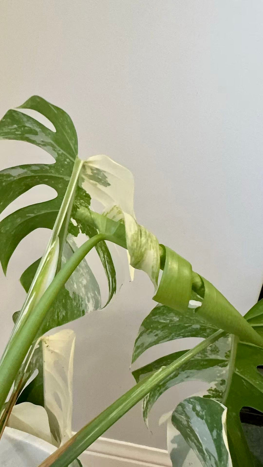 Monstera Albo