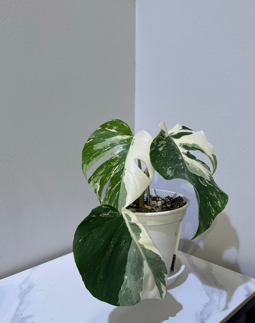 Monstera Albo -Japanese