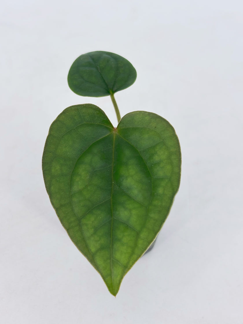 Anthurium Combo (Dorayaki silver &Lux self） @BC Warehouse l