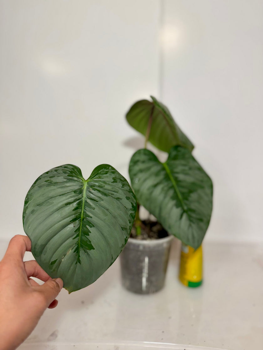Philodendron Sodiroi
