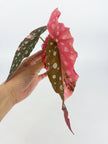 Begonia Maculata Pink @BC Warehouse