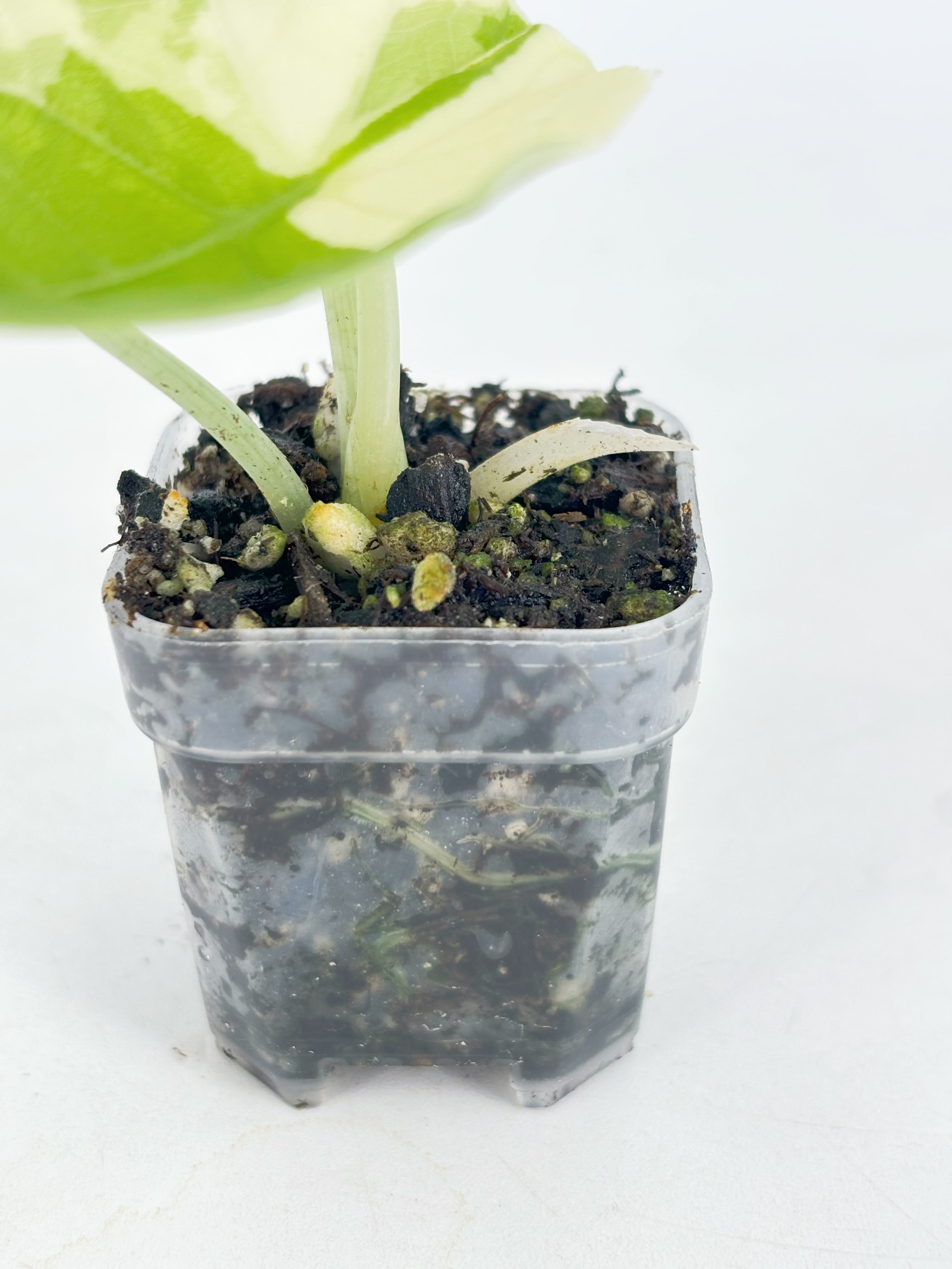 Alocasia Melo Duo@BC Warehouse