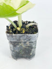 Alocasia Melo Duo@BC Warehouse