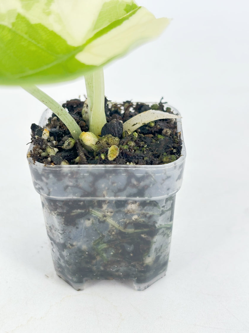 Alocasia Melo Duo@BC Warehouse