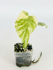 Monstera Legacy @BC Warehouse