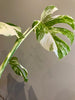 Monstera Albo