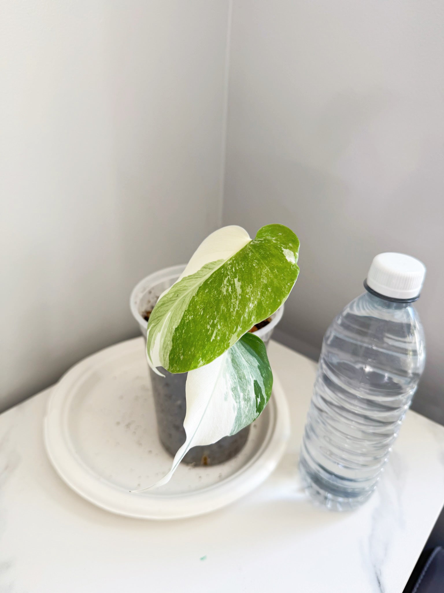 Monstera Albo -Japan