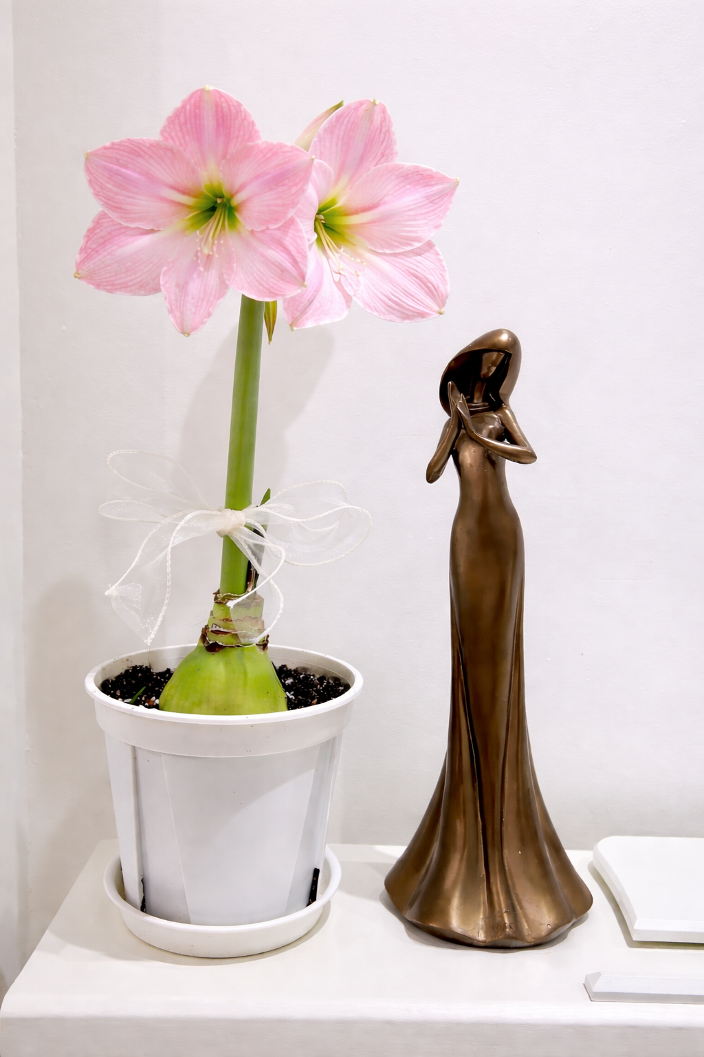 Planted Amaryllis Limited Edition