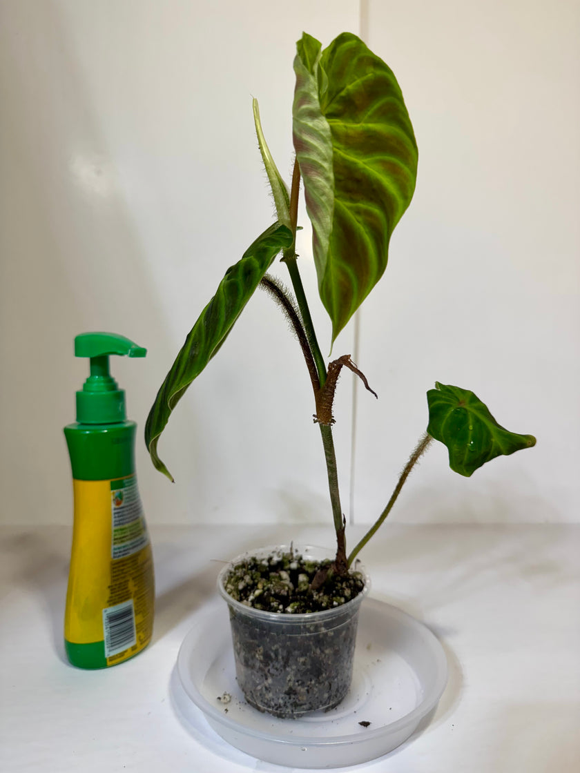 Philodendron Verrucusum