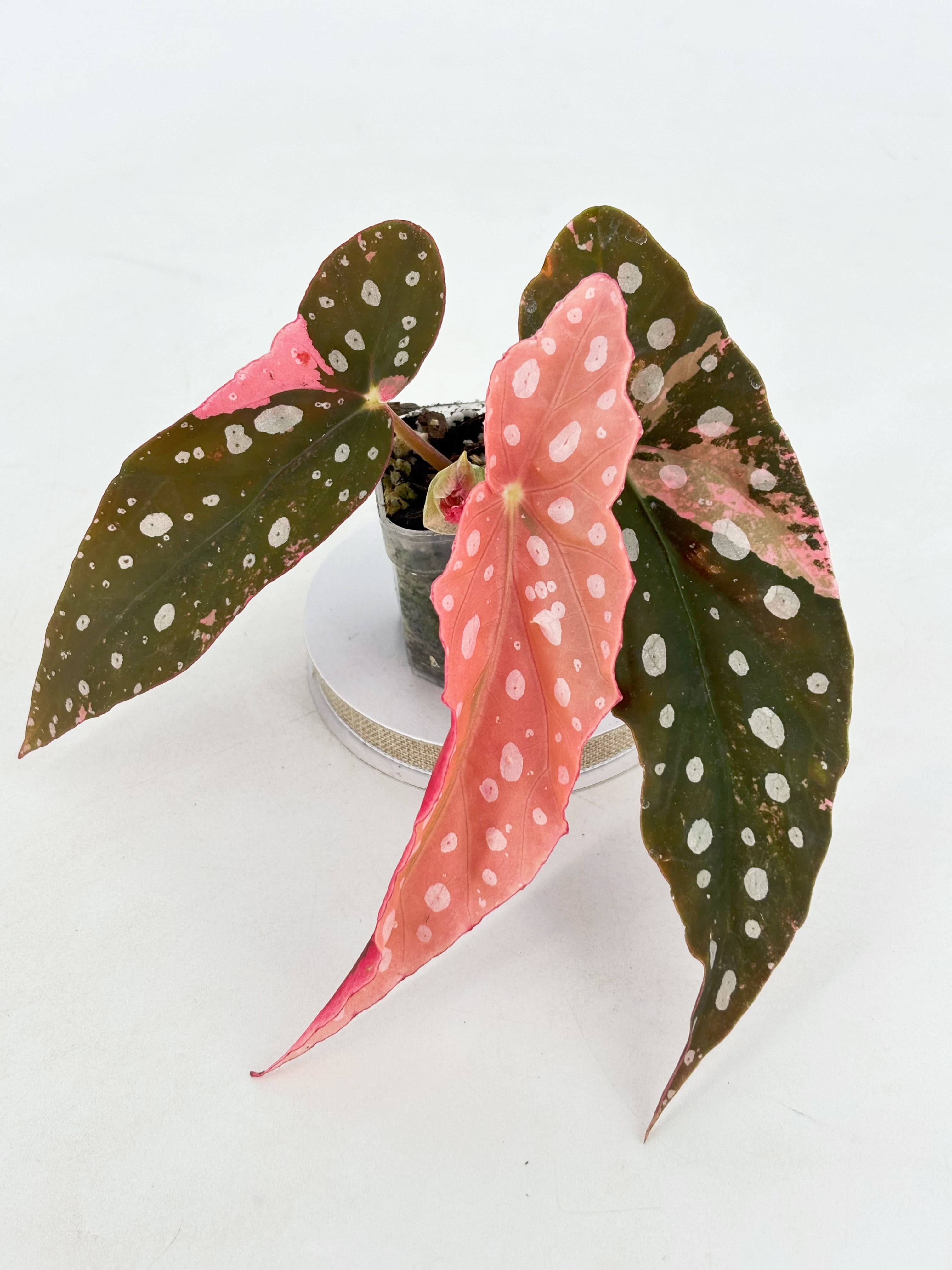 Begonia Pink Maculata @BC Warehouse