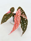 Begonia Pink Maculata @BC Warehouse