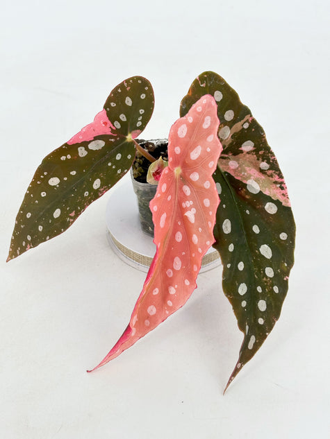 Begonia Pink Maculata @BC Warehouse
