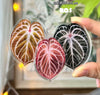 Tropical Plants Magnets by ListLee @BC Warehouse