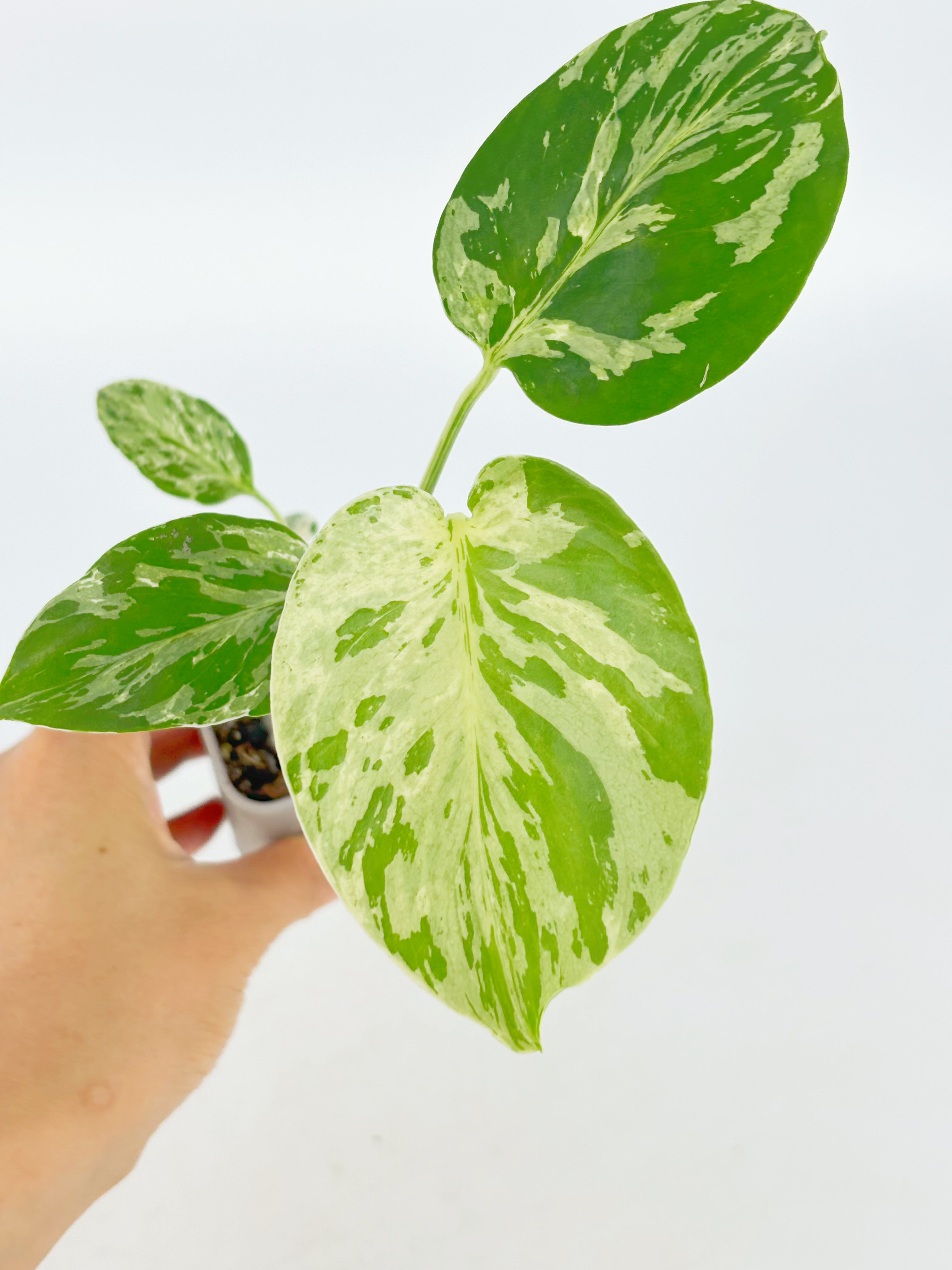Monstera Bulbasaur@BC Warehouse