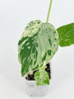 Monstera Bulbasaur@BC Warehouse