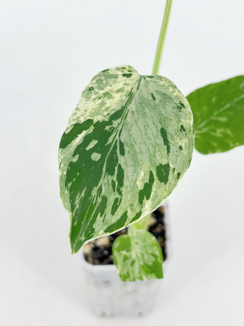 Monstera Bulbasaur@BC Warehouse