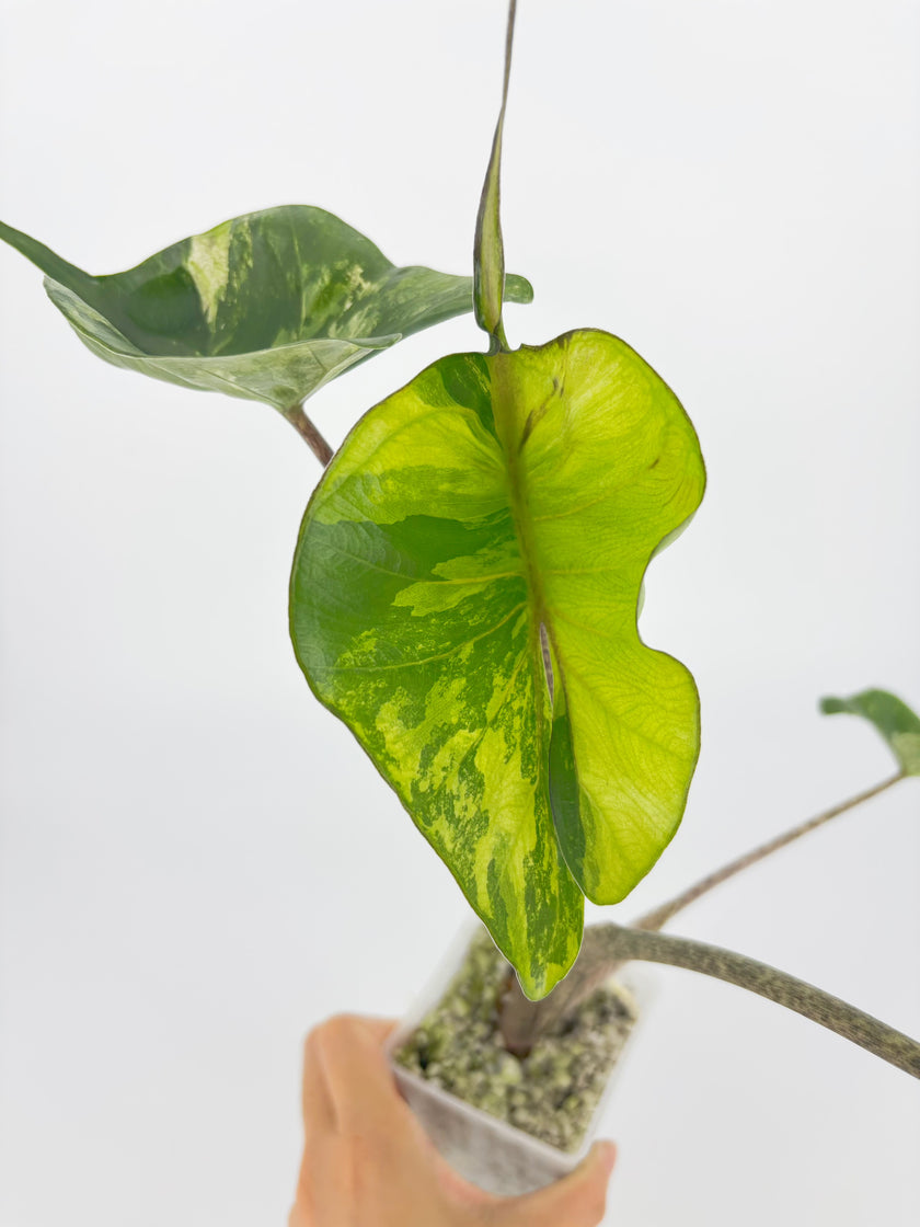 Alocasia Stingray Aurea XXL @BC Warehouse *Local Pick Up&Delivery Only*