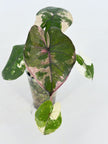 Alocasia Yucanta Princess Albo @BC Warehouse