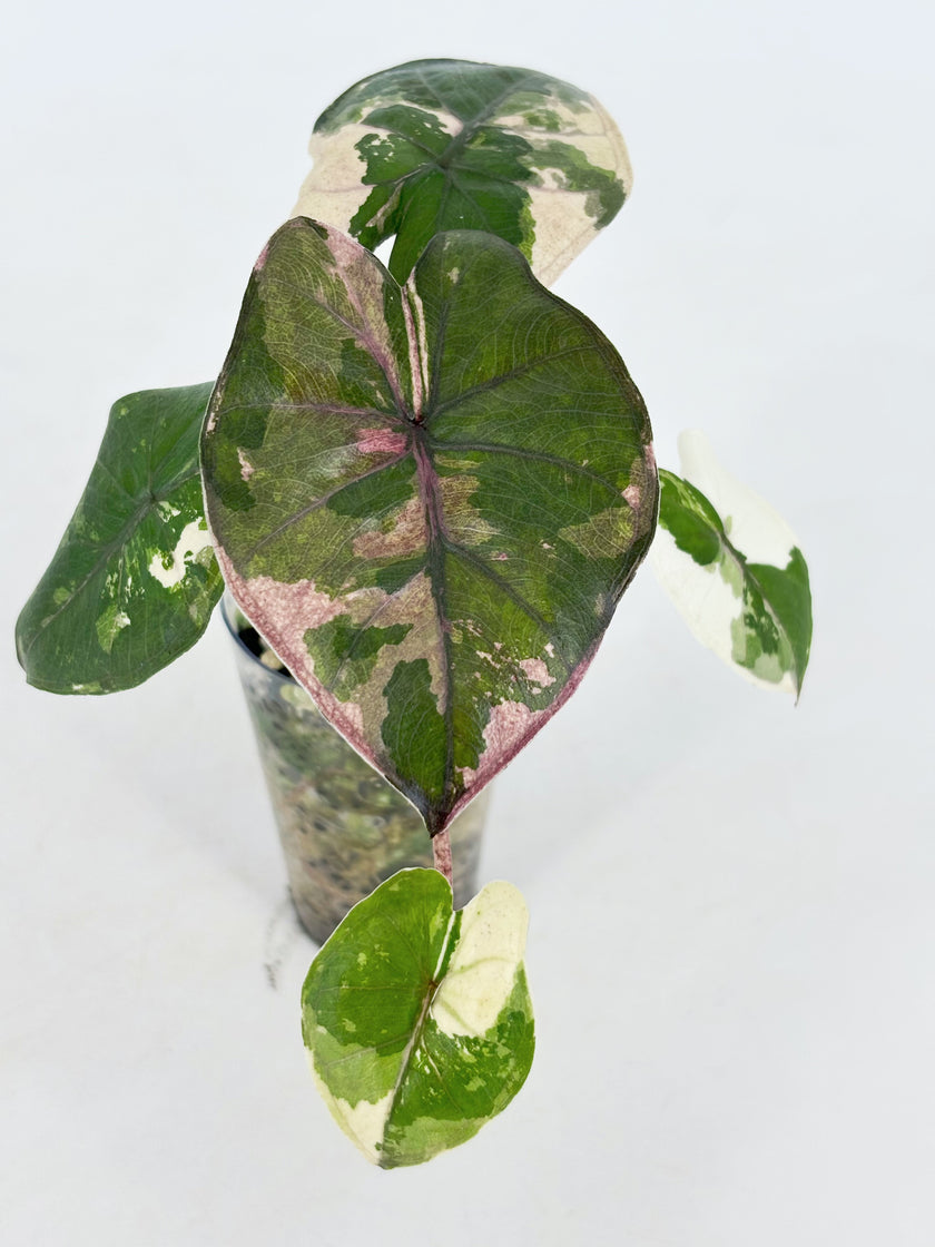 Alocasia Yucanta Princess Albo @BC Warehouse