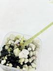 Alocasia Melo Duo @BC Warehouse