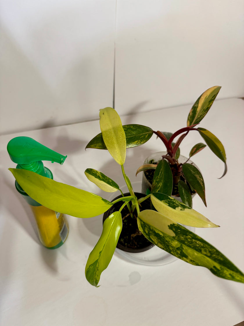 Philodendron Combo (strawberry shake and domesticum var)