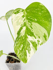 Monstera Albo Holland @BC Warehouse