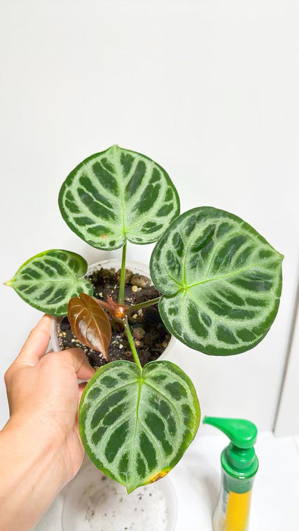 Anthurium Dorayaki Silver@Markham Warehouse