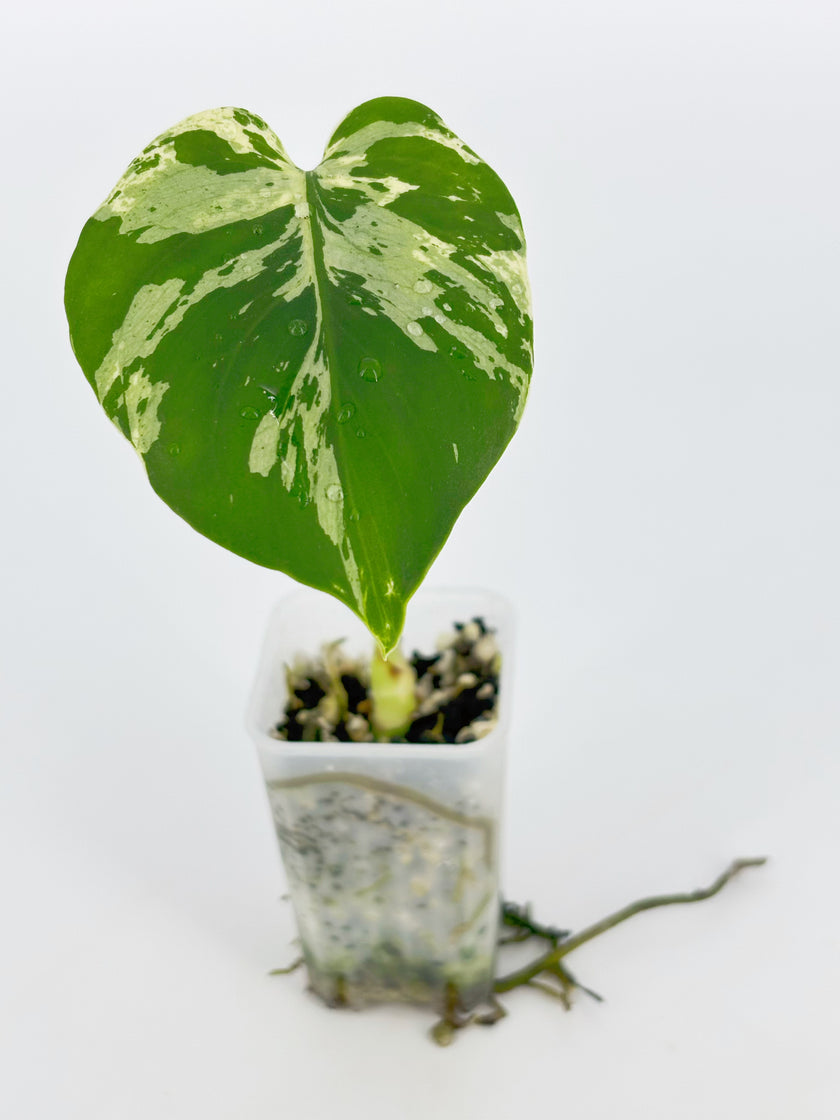 Monstera Combo(Bulbasaur &Legacy) @BC Warehouse