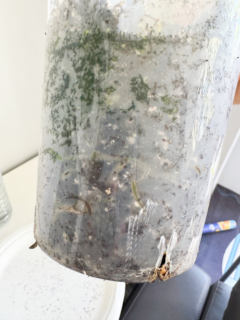 Monstera Albo -Japan *Pick up& GTA Delivery Only*