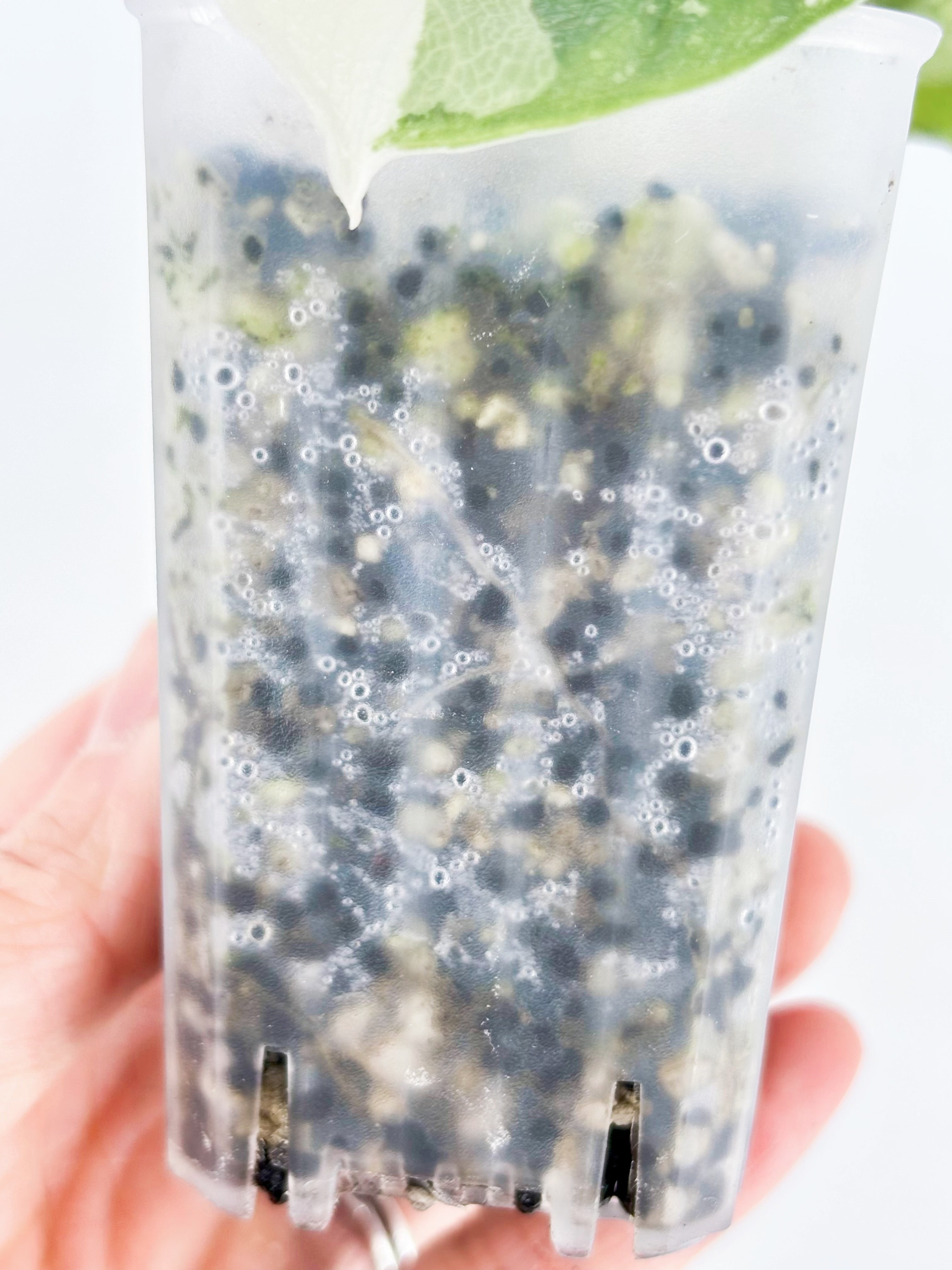 Alocasia Melo Albo@BC Warehouse