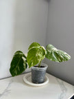 Monstera Albo