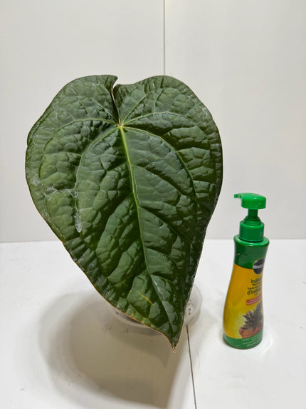 Anthurium Lux x Dark Crystallinum XL