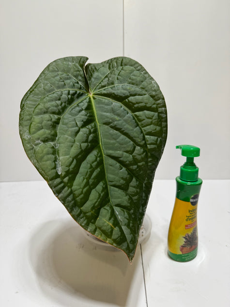 Anthurium Lux x Dark Crystallinum XL